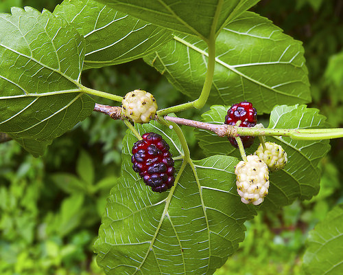 The Mulberry Tree in Chinese Herbology | Chinese Acupuncture ...